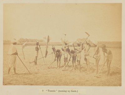 "Tumnie" (تحويل الأراضي) بواسطة أوسكار جان بابتيست ماليت