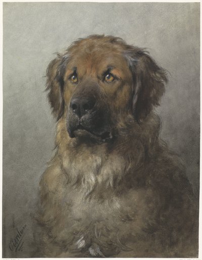 رئيس Leonberger رأس ليونبيرجر من الأمام بواسطة أوتو إيريلمان