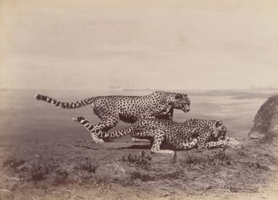 [اثنان من الفهود] ، 1888. بواسطة Ottomar Anschütz