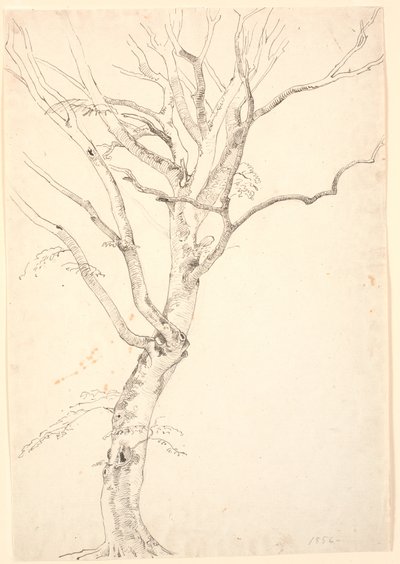 شجرة الزان المنقطرة بواسطة P.C. Skovgaard