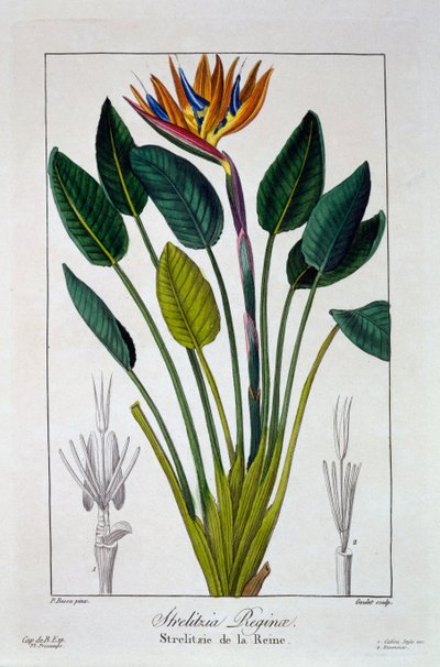 طائر الجنة أو زهرة كرين ، حانة. 1836. بواسطة باناكري بيسا