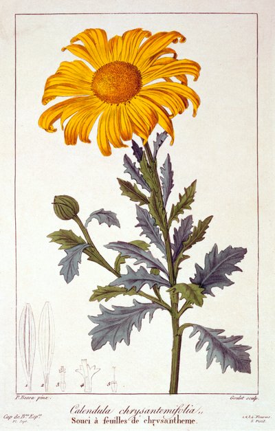 آذريون أوفيسيناليس وعاء القطيفة ، حانة. 1836. بواسطة باناكري بيسا