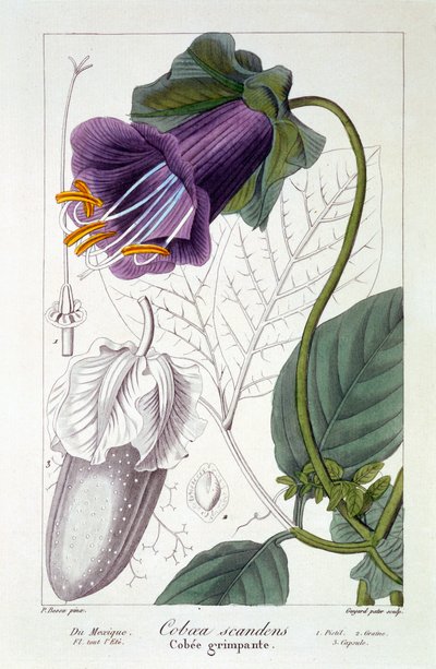 تسلق خنزير غينيا ، حانة. 1836 بواسطة باناكري بيسا