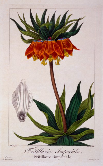 فريتيلاريا إمبرياليس ، حانة. 1836 بواسطة باناكري بيسا