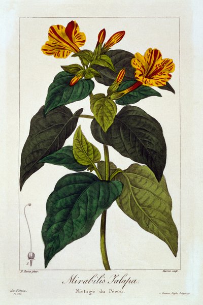 إيبوميا بورجا ، حانة. 1836 بواسطة باناكري بيسا