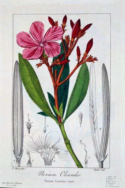 Nerium Oleander ، حانة. 1836. بواسطة باناكري بيسا