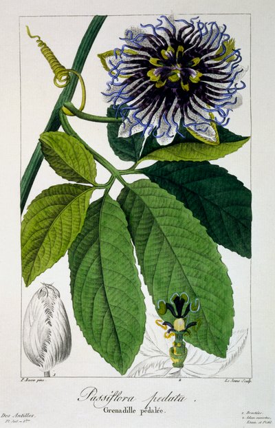 Passiflora بيداتا أو زهرة العاطفة ، حانة. 1836. بواسطة باناكري بيسا