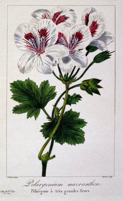 Pelargonium Macranthon ، حانة. 1836. بواسطة باناكري بيسا