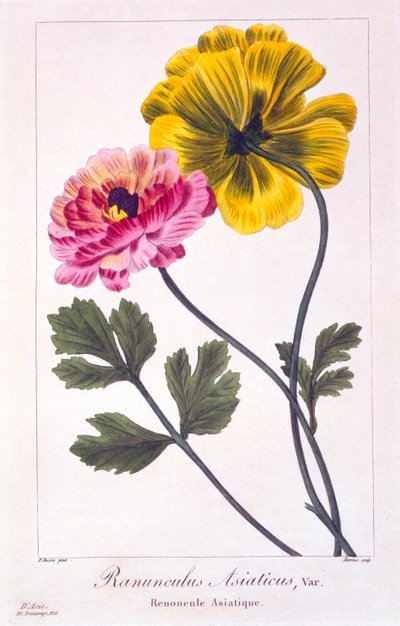 الحوذان الفارسية ، حانة. 1836. بواسطة باناكري بيسا