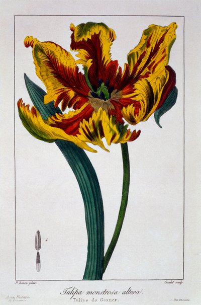توليب 'Flaming Parrot' ، حانة. 1836. بواسطة باناكري بيسا