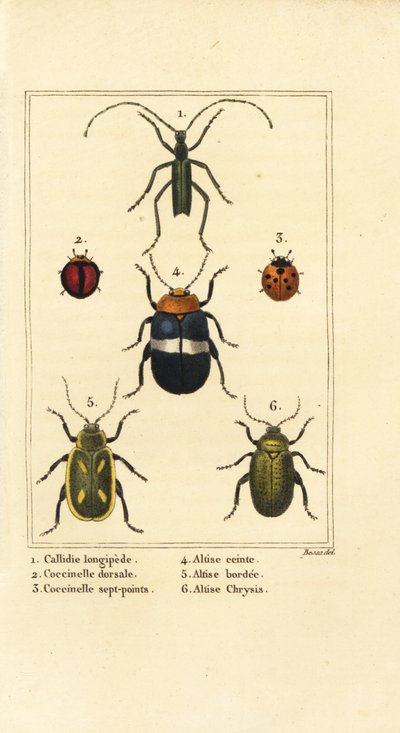 Callidium longipes 1 ، الدعسوقة ، Jauravia dorsalis 2 ، Coccinella septempunctata 3 ، خنافس البرغوث ، Altica cincta 4 ، Altica emarginata 5 ، Altica chrysis 6 بواسطة بانكريس (بعد) بيسا