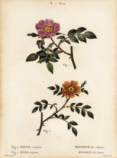 وردة الكلب ، Rosa canina ، Rosier des chien 1 ، و briar صغير الأوراق ، Rosa sepium ، Rosa agrestis ، Rosier des hedges 2 بواسطة بانكريس (بعد) بيسا