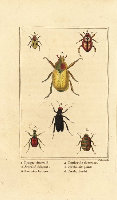 Dytiscus bimaculatus 1 و Scarab 2 و Cockchafer و Melolontha melolontha 3 و Cantharis beetle 4 و Carabus sexpunciatus 5 و Omophron limbatum 6 بواسطة بانكريس (بعد) بيسا