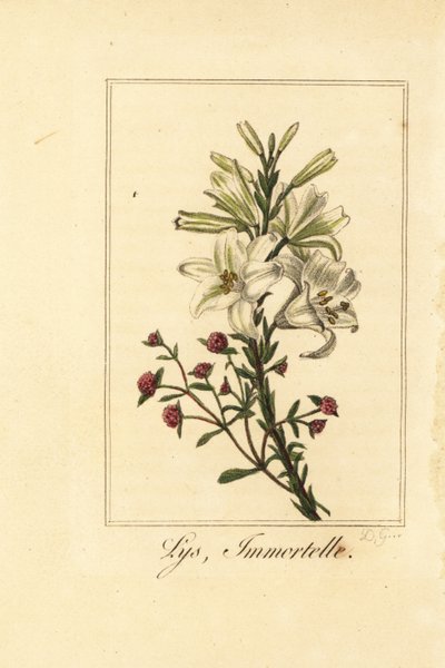 الزنبق والأحمر الدائم ، Lys and Immortelle ، Lilium و Pyrethrum Bloody بواسطة بانكريس (بعد) بيسا