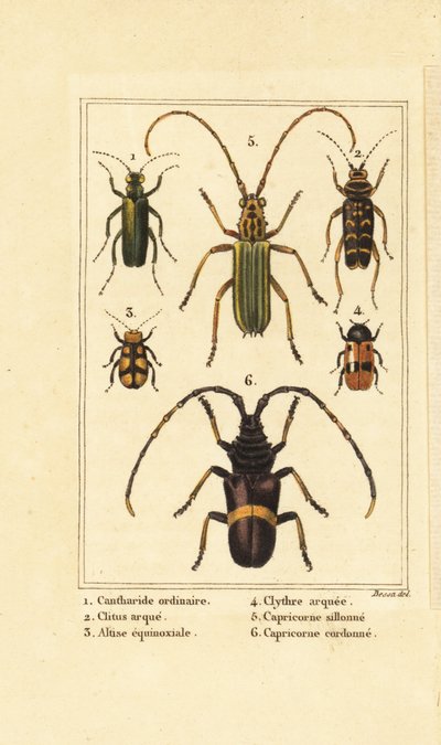 خنفساء الذبابة الإسبانية ، مراهم Haldeman المتقرحة 1 ، خنفساء الدبور ، Clytus ram ، 2 ، 3 Altica equinoctialis ، Clytra quadripunctata 4 ، الخنافس ، كلوريد Trachyderes الاحتفالي التبختر 5 و 6 بواسطة بانكريس (بعد) بيسا