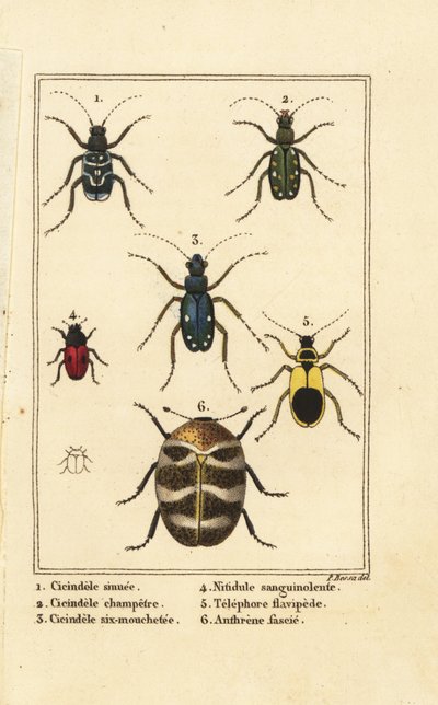 Tiger beetles ، Cicindela sinuata 1 ، Cicindela campestris 2 ، Cicindela sexguttata 3 ، Nitidula sanguinolenta 4 ، خنفساء السجاد المتنوعة ، Telephore flavipede 5 ، Anthrenus verbasci 6 بواسطة بانكريس (بعد) بيسا