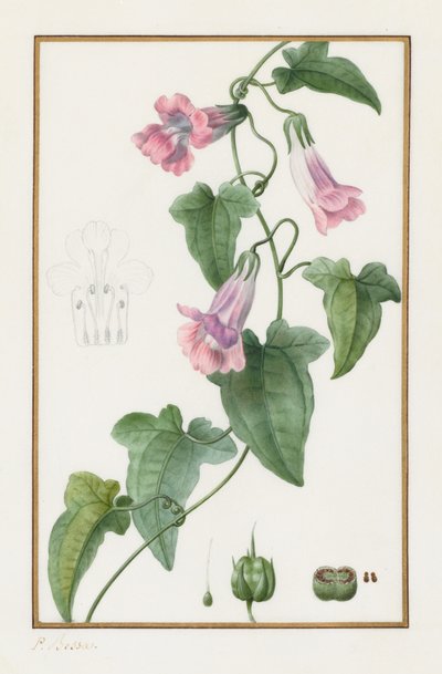 (نباتي: Maurándia semperflorens) بواسطة Pancrace Bessa