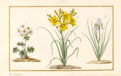 Annemone ، Hemerocale و Iris (التفاصيل) (الجرافيت ، مرحاض لون الجسم على الرق) بواسطة Pancrace Bessa