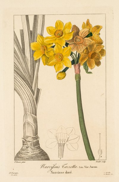 نباتات البستانيين والهواة والمصنعين: Polyanthus أو Cluster Narcissus ، 1836. بواسطة Pancrace Bessa