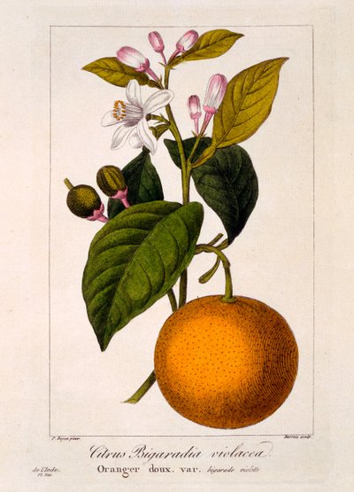 البرتقال الحلو: Citrus sinensis var. Bigaradia violacea ، 1836 (نقش يدوي) بواسطة Pancrace Bessa