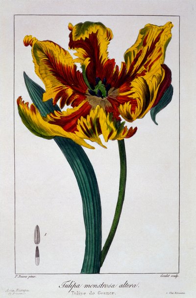 توليب "Flaming Parrot" ، 1836 (نقش يدوي) بواسطة Pancrace Bessa