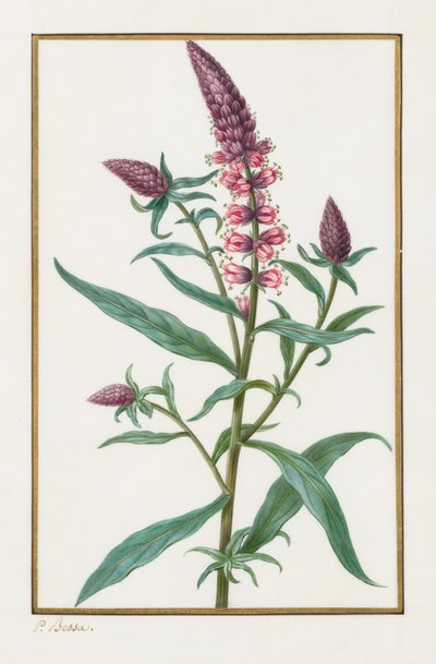 بدون عنوان ، 1828-1835. بواسطة Pancrace Bessa