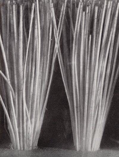 شعيرات فرشاة الملابس (صورة فوتوغرافية بالأبيض والأسود) بواسطة بول هينينج