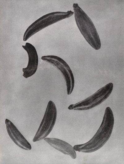 بذور الكراوية (صورة فوتوغرافية ثنائية اللون) بواسطة بول هينينج