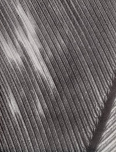 قلم ريشة (صورة فوتوغرافية بالأبيض والأسود) بواسطة بول هينينج