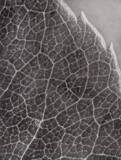 ورقة ورد (صورة فوتوغرافية بالأبيض والأسود) بواسطة بول هينينج