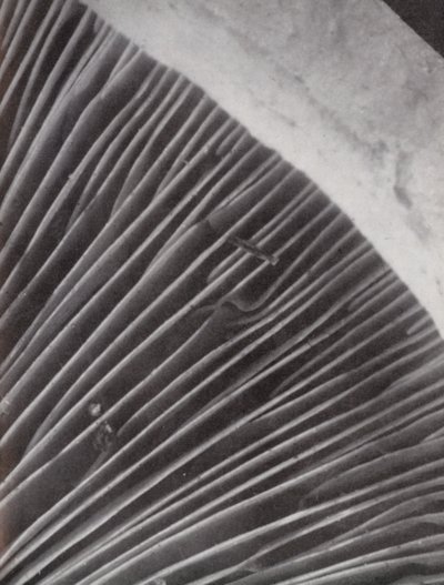 الجانب السفلي من الفطر (صورة بالأبيض والأسود) بواسطة بول هينينج