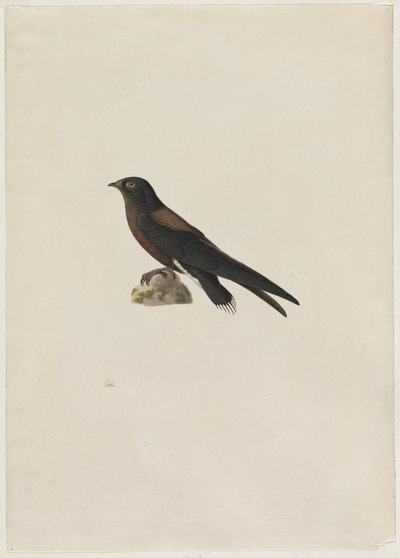 إبرة الذيل Swift Hirundapus caudaculus ، 1800s. بواسطة بول هويت