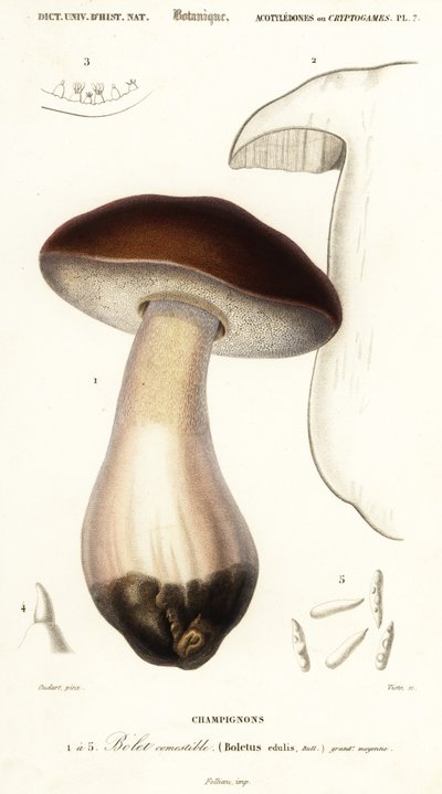 Cep ، بيني بون ، بورسينو أو فطر بورسيني ، بوليتوس إديوليس. ، 1849 (نقش) بواسطة بول لويس أودارت