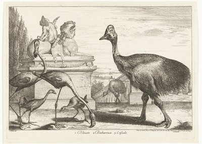 Cassowaries ، طائر النحام الأرجواني وطيور النحام 1. Bleuets 2 Becharoux 3. Casuels (العنوان على الكائن) طيور من حديقة حيوانات فرساي (عنوان السلسلة) بواسطة بيتر بويل (منسوب إلى)