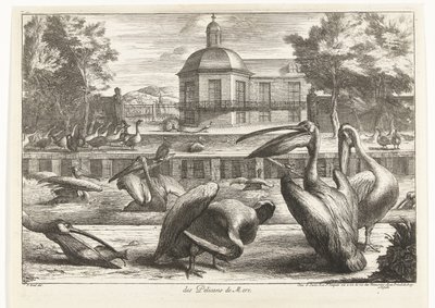 البجع des Pelicans de Mere (العنوان على الكائن) طيور من حديقة حيوانات فرساي (عنوان السلسلة) بواسطة بيتر بويل (منسوب إلى)