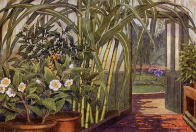 قصب السكر ونبات الشاي ونبات القهوة (ليثو ملون) بواسطة بيرسي جيمس بيلينجهيرست