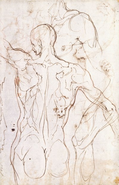 عاري من الخلف ، ينظر إلى اليسار ، ودراسات أخرى لكتفه الأيسر وساقه اليمنى ، بواسطة Perino del Vaga