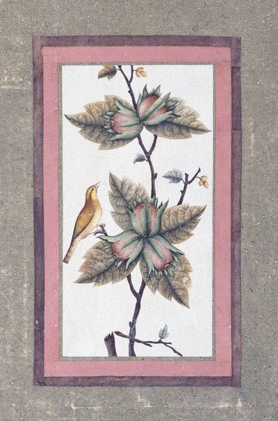 دراسة الطيور والزهور ، ج .1780 بواسطة المدرسة الفارسية