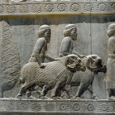 Sogdians يجلبون الهدايا إلى داريوس الأول. نقوش السلم الشرقي لأبادانا ، القرن السادس قبل الميلاد بواسطة المدرسة الفارسية