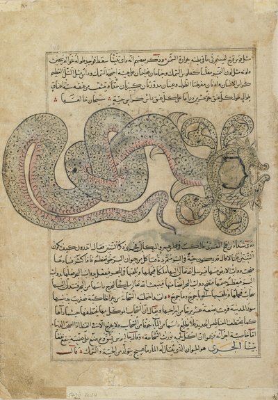 ثعبان البحر التنين (التانين) ، ورقة من عجيب المخلوقات (عجائب الخلق) للقازفيني ، العراق أو تركيا الشرقية (ألوان مائية مبهمة ، حبر ، ذهب وفضة على ورق) بواسطة المدرسة الفارسية