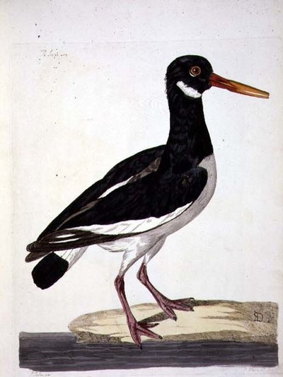 فطيرة البحر أو صائد المحار (Haematopus ostralegus) لوحة من "علم الحيوان البريطاني ، الفئة الثانية: الطيور" ، نقشها بيتر مازيل (1761-97) 1766 (نقش) بواسطة بيتر (بعد) بايلو