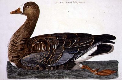 لوحة الأوزة البيضاء الأمامية (Anser albifrons) من "علم الحيوان البريطاني ، الفئة الثانية: الطيور" ، نقشها بيتر مازيل (من 1761 إلى 1797) 1766 (نقش) بواسطة بيتر (بعد) بايلو