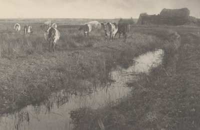 ماشية في المستنقعات، 1886 (صورة) بواسطة بيتر هنري ايمرسون