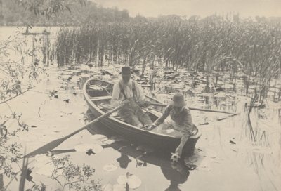 تجمع زنابق الماء، 1886 (صورة فوتوغرافية) بواسطة بيتر هنري ايمرسون