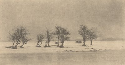 أشجار شوكة معقمة ، ج. 1890 ، طبع ج. 1895. بواسطة بيتر هنري ايمرسون