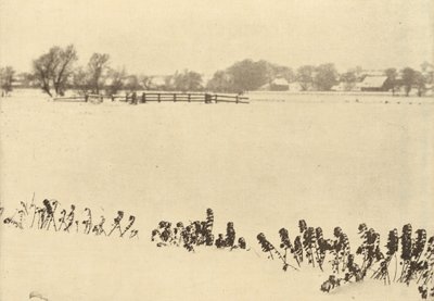 أعشاب المستنقعات، في عام 1895 أو قبله (صورة) بواسطة بيتر هنري ايمرسون