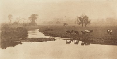 الأغنام على الأهوار [منظر طبيعي مع ماشية] ، 1890-1891 ، طُبع عام 1893. بواسطة بيتر هنري ايمرسون
