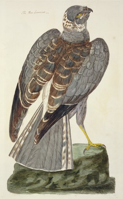 لوحة Hen Harrier (سيرك سيانوس) من "علم الحيوان البريطاني ، الفئة الثانية: الطيور" ، نقشها بيتر مازيل (fl.1761-97) 1766 بواسطة بيتر Paillou