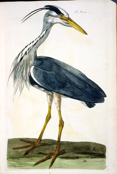 صفيحة هيرون (Ardea cinerea) من "علم الحيوان البريطاني ، الفئة الثانية: الطيور" ، نقشها بيتر مازيل (fl.1761-97) 1766 بواسطة بيتر Paillou