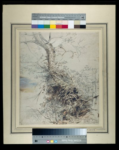 A dying tree, its trunk covered with brambles, beside a fence, c.1618-20 (pen & ink over chalks with wash on paper) بواسطة بيتر بول روبنز
